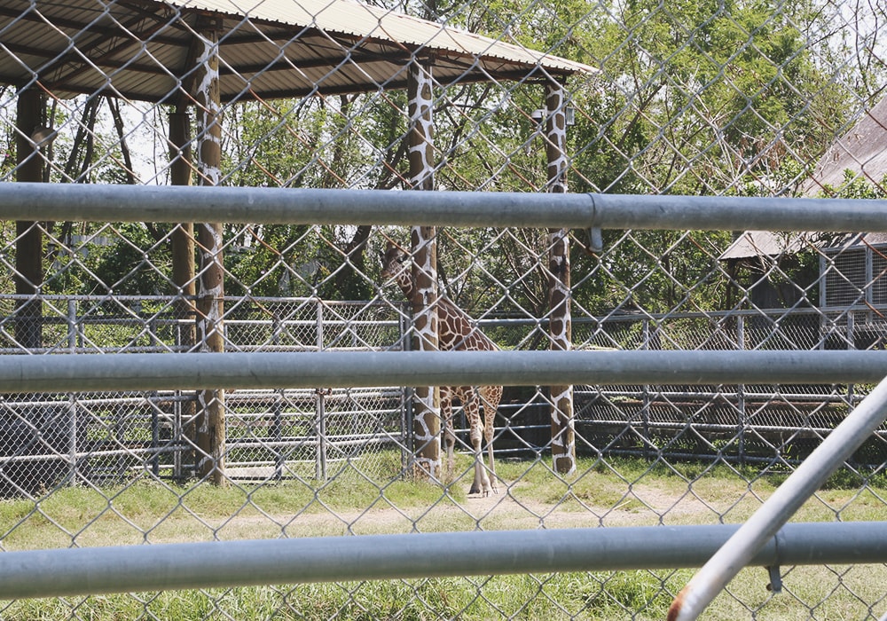 南臺灣最大野生動物園,頑皮世界門票,動物園、水樂園、遊樂園,一票玩到底!值得去嗎?園區餐廳吃什麼?| - 第34張圖