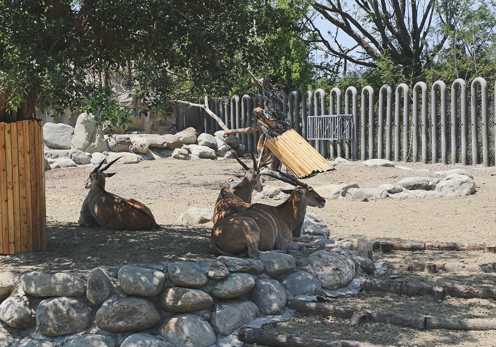 南臺灣最大野生動物園,頑皮世界門票,動物園、水樂園、遊樂園,一票玩到底!值得去嗎?園區餐廳吃什麼?| - 第31張圖