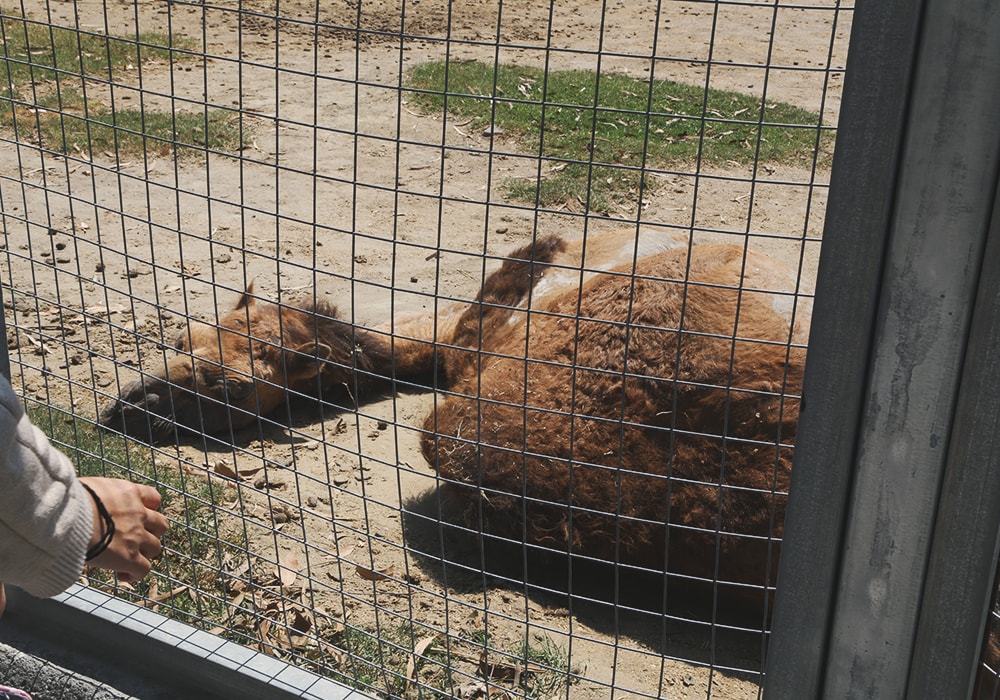 南臺灣最大野生動物園,頑皮世界門票,動物園、水樂園、遊樂園,一票玩到底!值得去嗎?園區餐廳吃什麼?| - 第30張圖