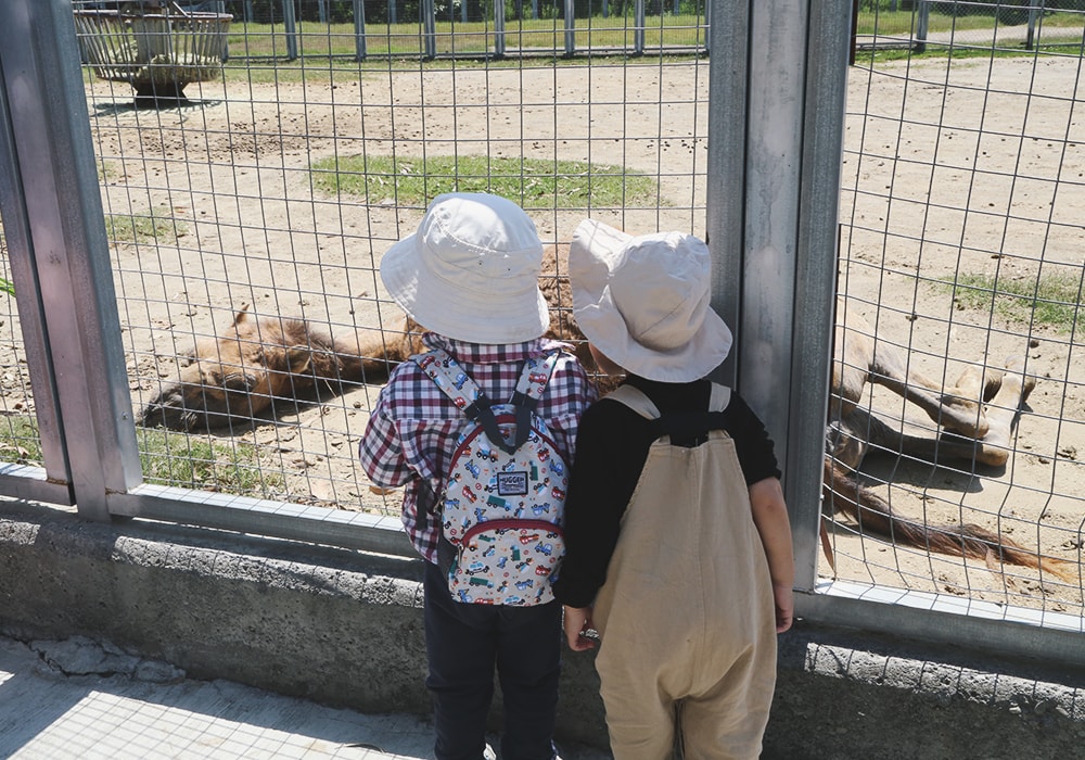 南臺灣最大野生動物園,頑皮世界門票,動物園、水樂園、遊樂園,一票玩到底!值得去嗎?園區餐廳吃什麼?| - 第29張圖