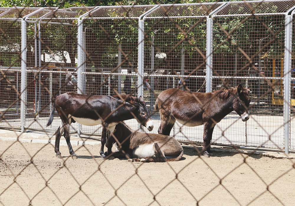 南臺灣最大野生動物園,頑皮世界門票,動物園、水樂園、遊樂園,一票玩到底!值得去嗎?園區餐廳吃什麼?| - 第28張圖