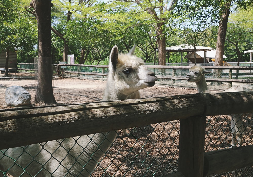 南臺灣最大野生動物園,頑皮世界門票,動物園、水樂園、遊樂園,一票玩到底!值得去嗎?園區餐廳吃什麼?| - 第27張圖