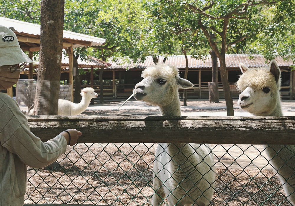 南臺灣最大野生動物園,頑皮世界門票,動物園、水樂園、遊樂園,一票玩到底!值得去嗎?園區餐廳吃什麼?| - 第25張圖