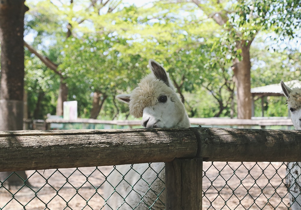 南臺灣最大野生動物園,頑皮世界門票,動物園、水樂園、遊樂園,一票玩到底!值得去嗎?園區餐廳吃什麼?| - 第26張圖