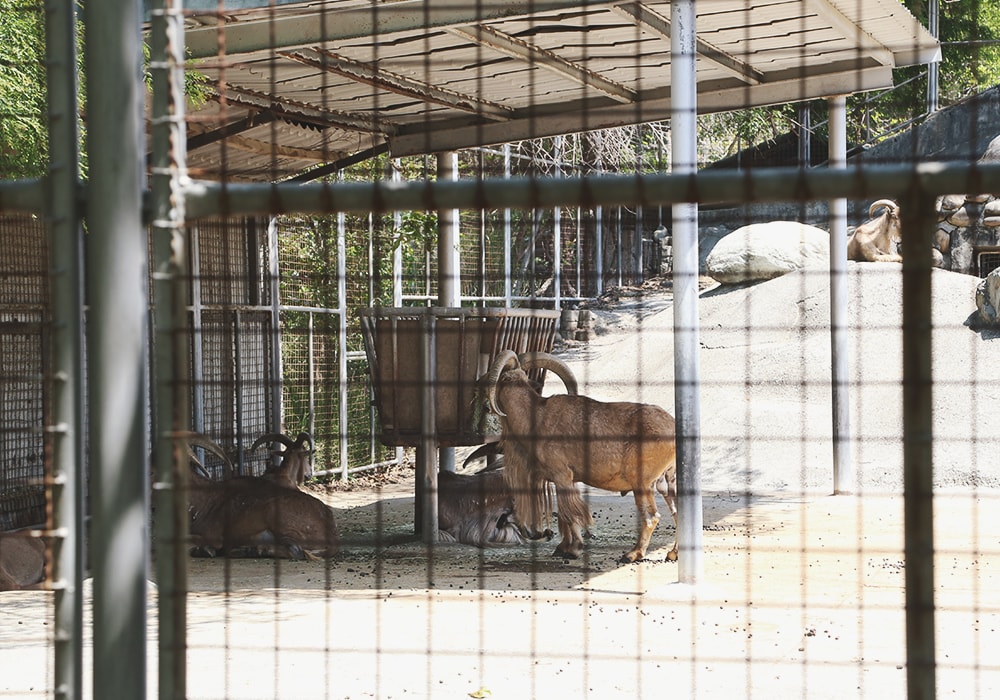 南臺灣最大野生動物園,頑皮世界門票,動物園、水樂園、遊樂園,一票玩到底!值得去嗎?園區餐廳吃什麼?| - 第18張圖