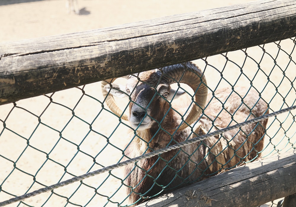 南臺灣最大野生動物園,頑皮世界門票,動物園、水樂園、遊樂園,一票玩到底!值得去嗎?園區餐廳吃什麼?| - 第17張圖