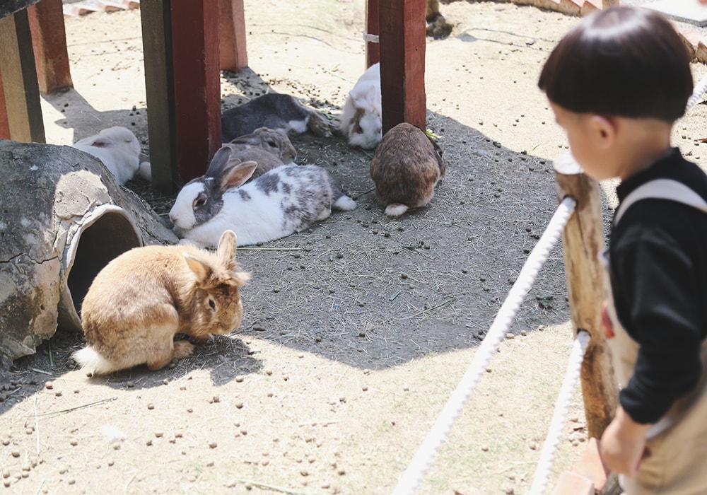 南臺灣最大野生動物園,頑皮世界門票,動物園、水樂園、遊樂園,一票玩到底!值得去嗎?園區餐廳吃什麼?| - 第21張圖