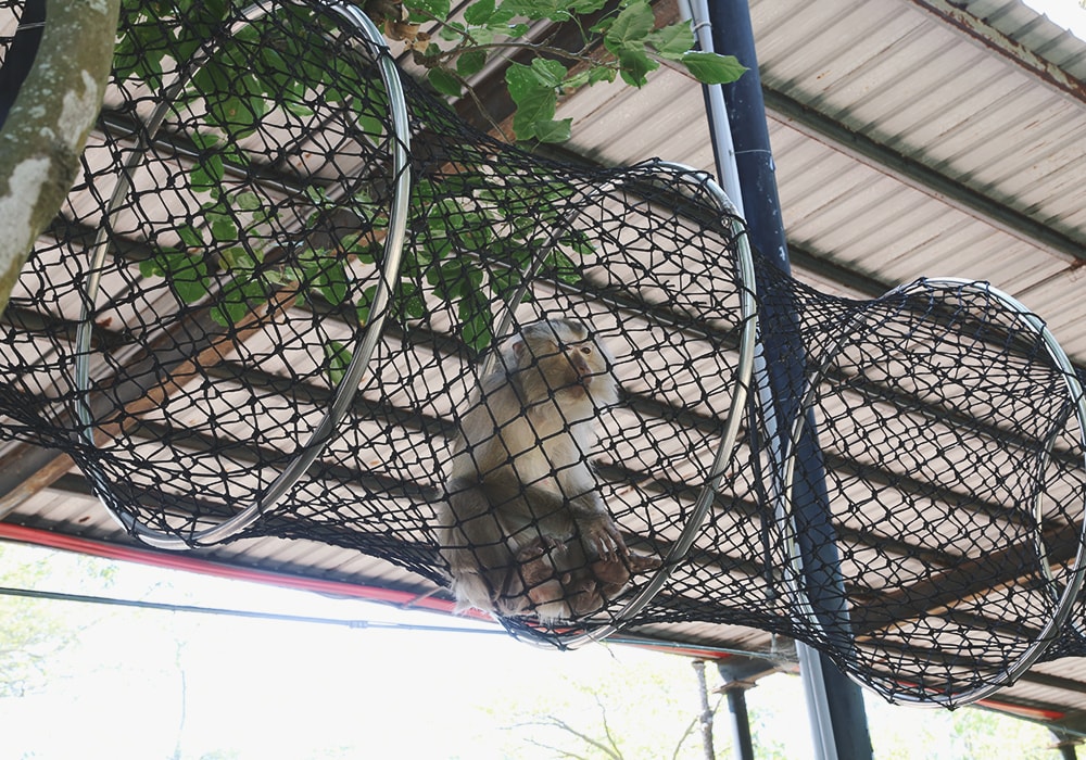 南臺灣最大野生動物園,頑皮世界門票,動物園、水樂園、遊樂園,一票玩到底!值得去嗎?園區餐廳吃什麼?| - 第16張圖
