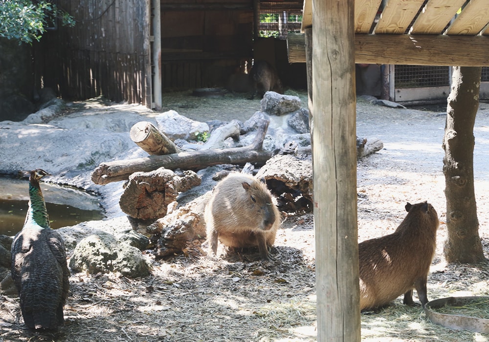 南臺灣最大野生動物園,頑皮世界門票,動物園、水樂園、遊樂園,一票玩到底!值得去嗎?園區餐廳吃什麼?| - 第13張圖