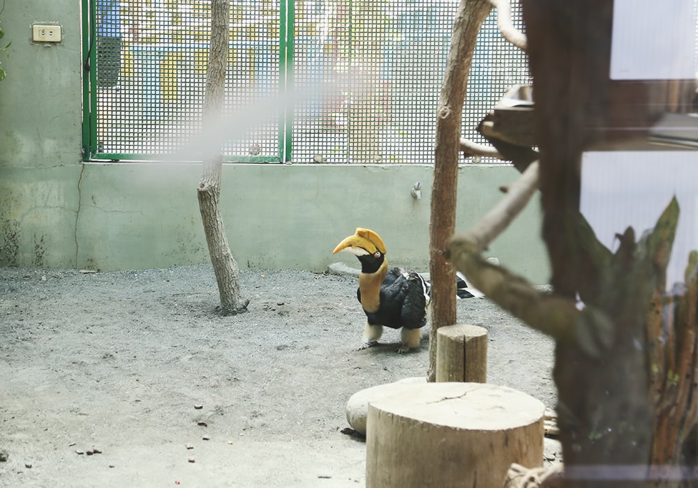 南臺灣最大野生動物園,頑皮世界門票,動物園、水樂園、遊樂園,一票玩到底!值得去嗎?園區餐廳吃什麼?| - 第59張圖
