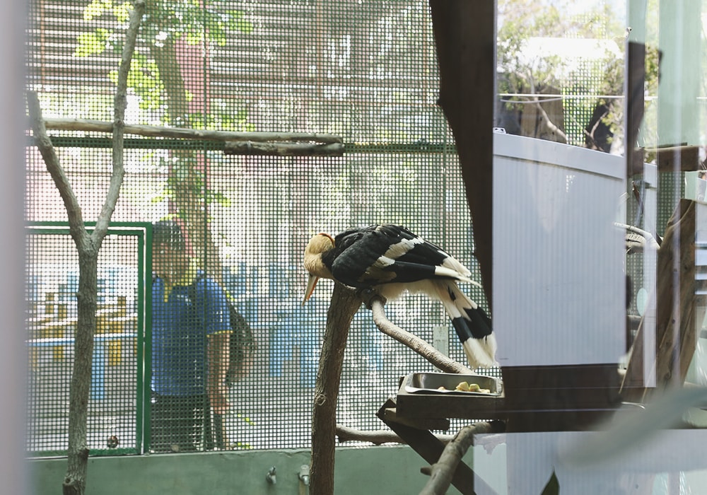 南臺灣最大野生動物園,頑皮世界門票,動物園、水樂園、遊樂園,一票玩到底!值得去嗎?園區餐廳吃什麼?| - 第60張圖
