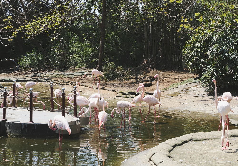 南臺灣最大野生動物園,頑皮世界門票,動物園、水樂園、遊樂園,一票玩到底!值得去嗎?園區餐廳吃什麼?| - 第9張圖