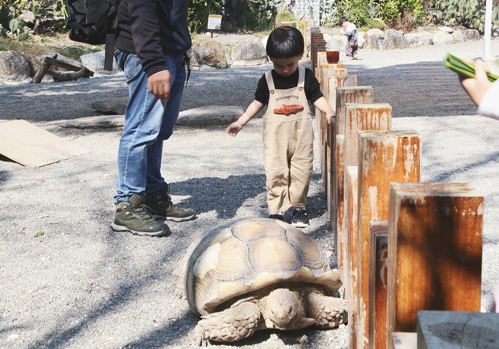 南臺灣最大野生動物園,頑皮世界門票,動物園、水樂園、遊樂園,一票玩到底!值得去嗎?園區餐廳吃什麼?| - 第76張圖