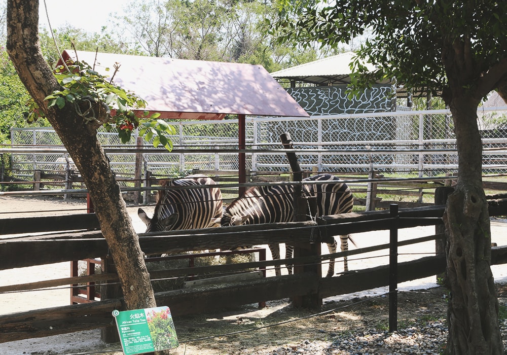 南臺灣最大野生動物園,頑皮世界門票,動物園、水樂園、遊樂園,一票玩到底!值得去嗎?園區餐廳吃什麼?| - 第32張圖