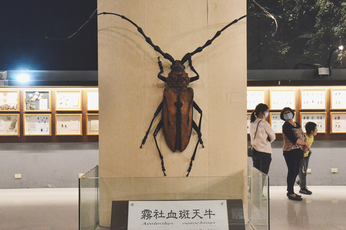 喜歡昆蟲別錯過!嘉大昆蟲館,溫室蝴蝶花園,空中蝴蝶廊道,全台唯一彩蝶柱 - 第8張圖