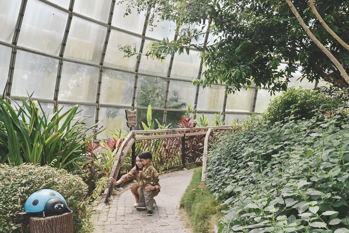 喜歡昆蟲別錯過!嘉大昆蟲館,溫室蝴蝶花園,空中蝴蝶廊道,全台唯一彩蝶柱 - 第20張圖