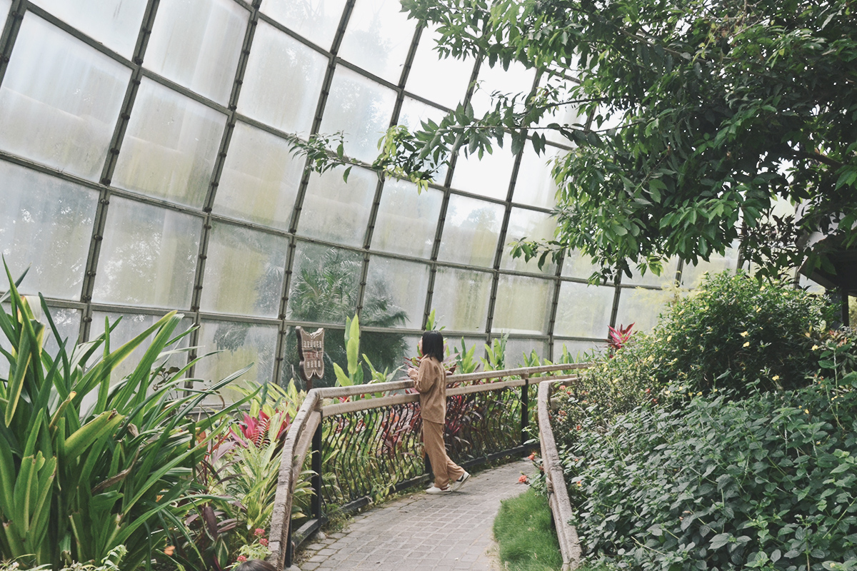 喜歡昆蟲別錯過!嘉大昆蟲館,溫室蝴蝶花園,空中蝴蝶廊道,全台唯一彩蝶柱 - 第21張圖