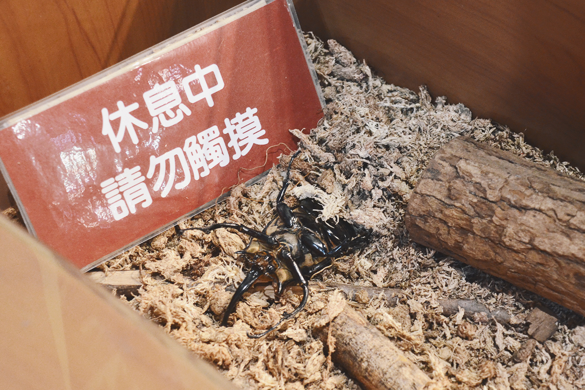 喜歡昆蟲別錯過!嘉大昆蟲館,溫室蝴蝶花園,空中蝴蝶廊道,全台唯一彩蝶柱 - 第31張圖