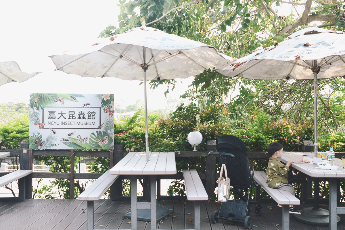 喜歡昆蟲別錯過!嘉大昆蟲館,溫室蝴蝶花園,空中蝴蝶廊道,全台唯一彩蝶柱 - 第39張圖