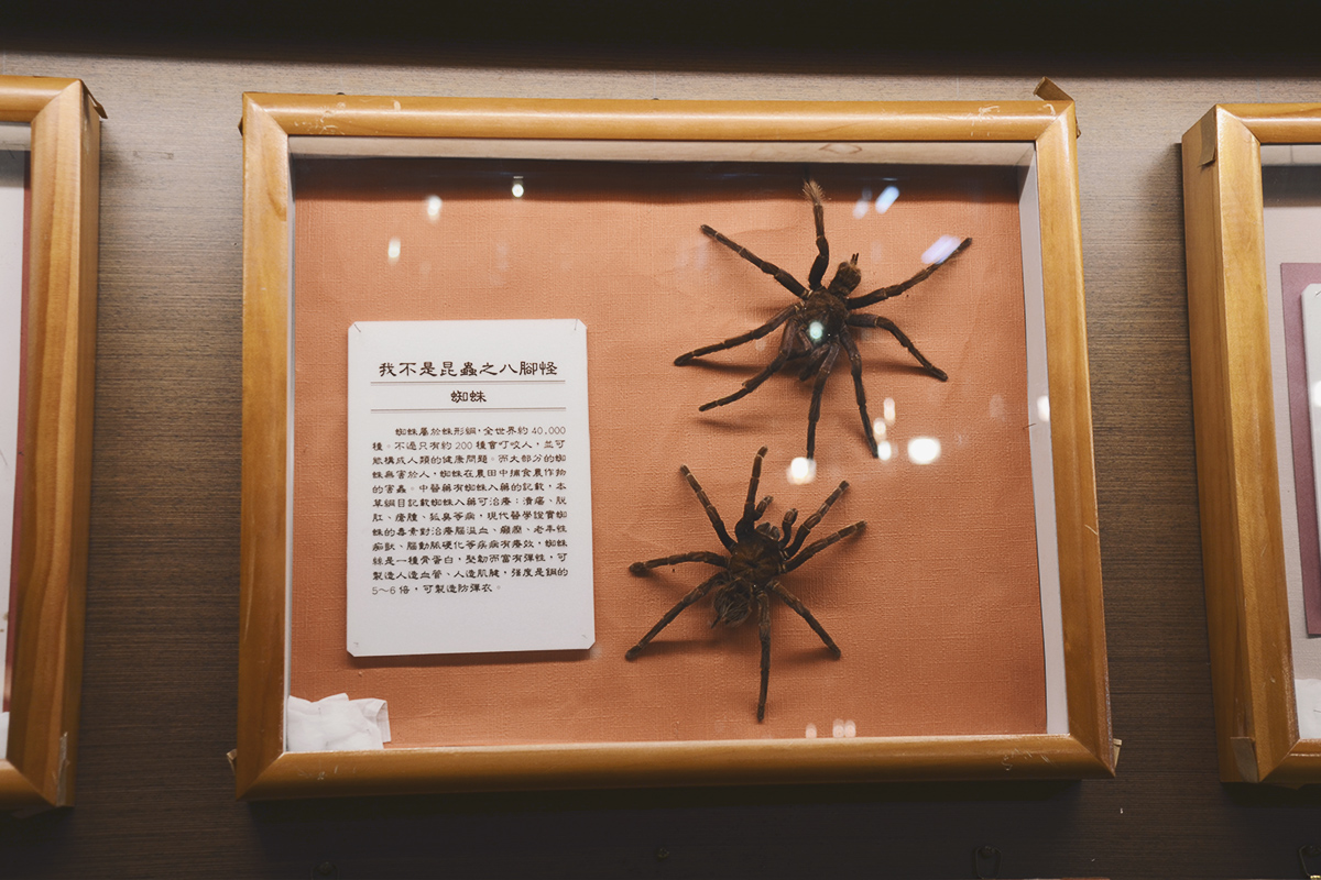喜歡昆蟲別錯過!嘉大昆蟲館,溫室蝴蝶花園,空中蝴蝶廊道,全台唯一彩蝶柱 - 第11張圖