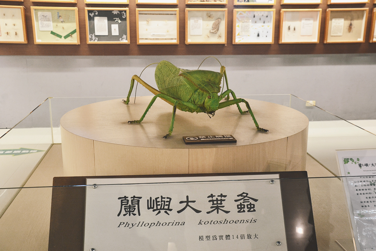 喜歡昆蟲別錯過!嘉大昆蟲館,溫室蝴蝶花園,空中蝴蝶廊道,全台唯一彩蝶柱 - 第10張圖