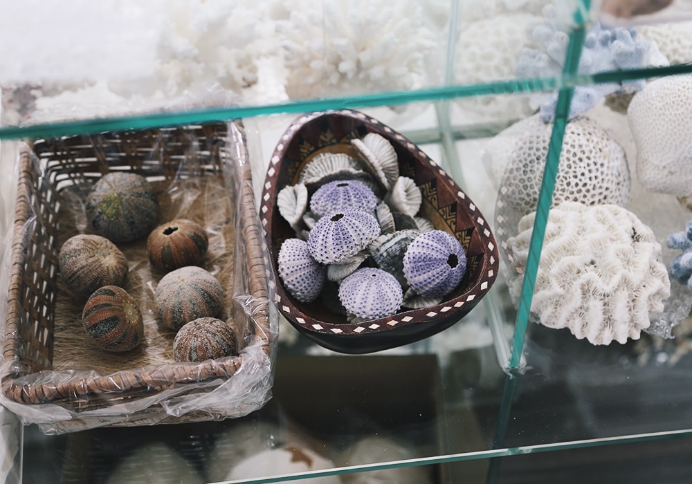 墾丁雨備行程,免門票參觀貝殼美術館,親子DIY專屬紀念品|恆春景點 - 第15張圖