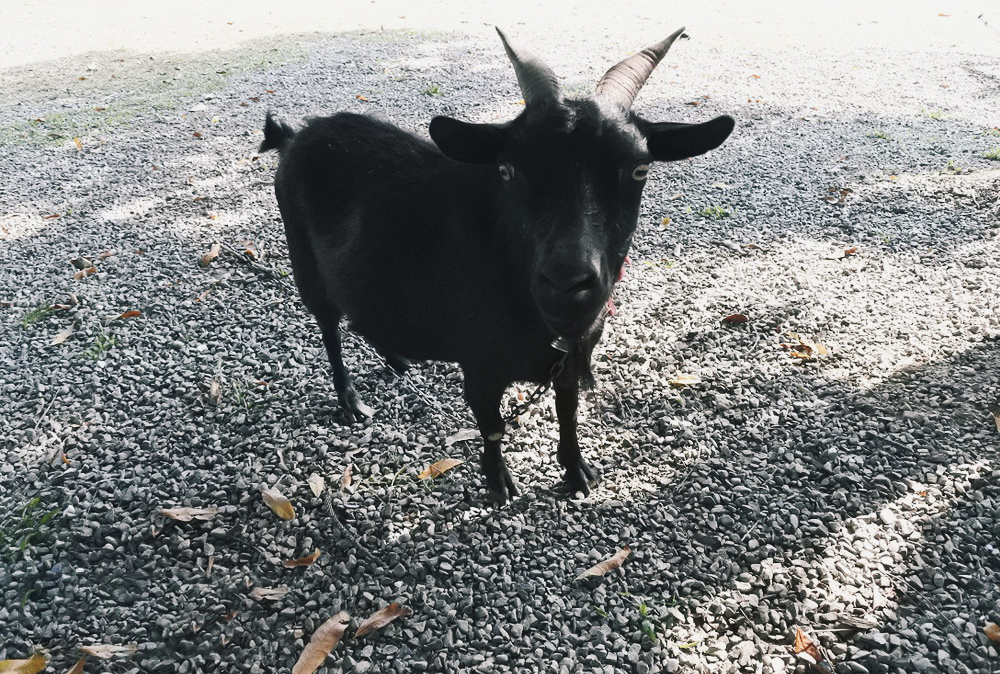 台南7個餵動物、餵魚景點,戶外休閒農場、特色公園、動物園|親子景點 - 第12張圖