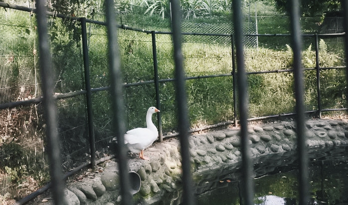 台南7個餵動物、餵魚景點,戶外休閒農場、特色公園、動物園|親子景點 - 第13張圖