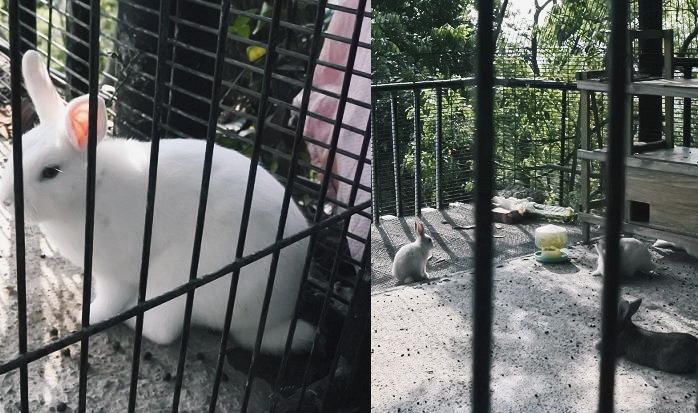 台南7個餵動物、餵魚景點,戶外休閒農場、特色公園、動物園|親子景點 - 第14張圖