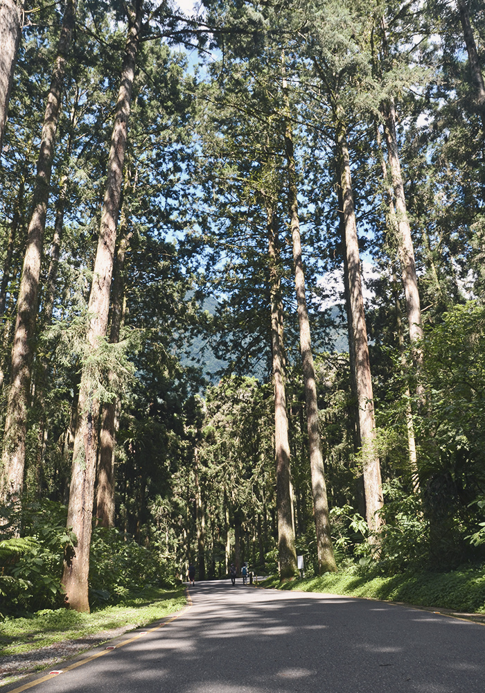 溪頭住宿推薦|金台灣山莊,木屋住一晚!房間能眺望群山雲海,大啖山菜料理|一泊二食 - 第76張圖