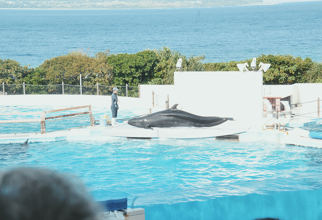 亞洲最大水槽！美麗海水族館遊玩攻略、必看重點！免費海豚劇場，鯨鯊超震撼！來美麗海吃什麼?