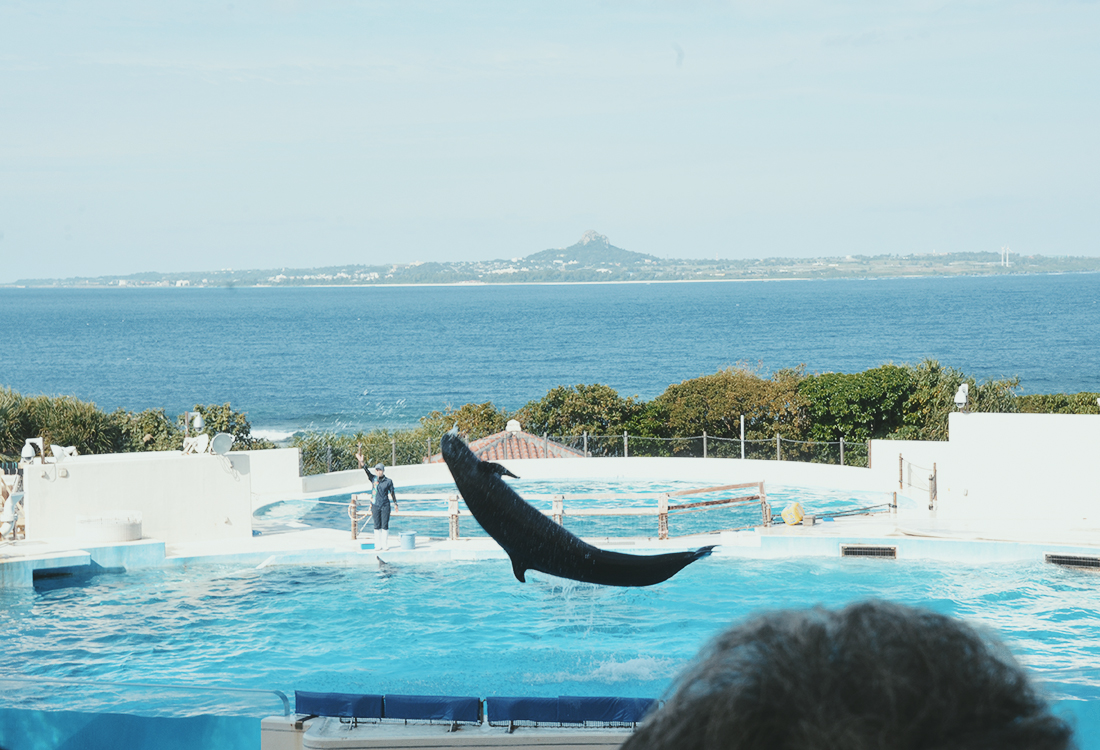 亞洲最大水槽！美麗海水族館遊玩攻略、必看重點！免費海豚劇場，鯨鯊超震撼！來美麗海吃什麼?