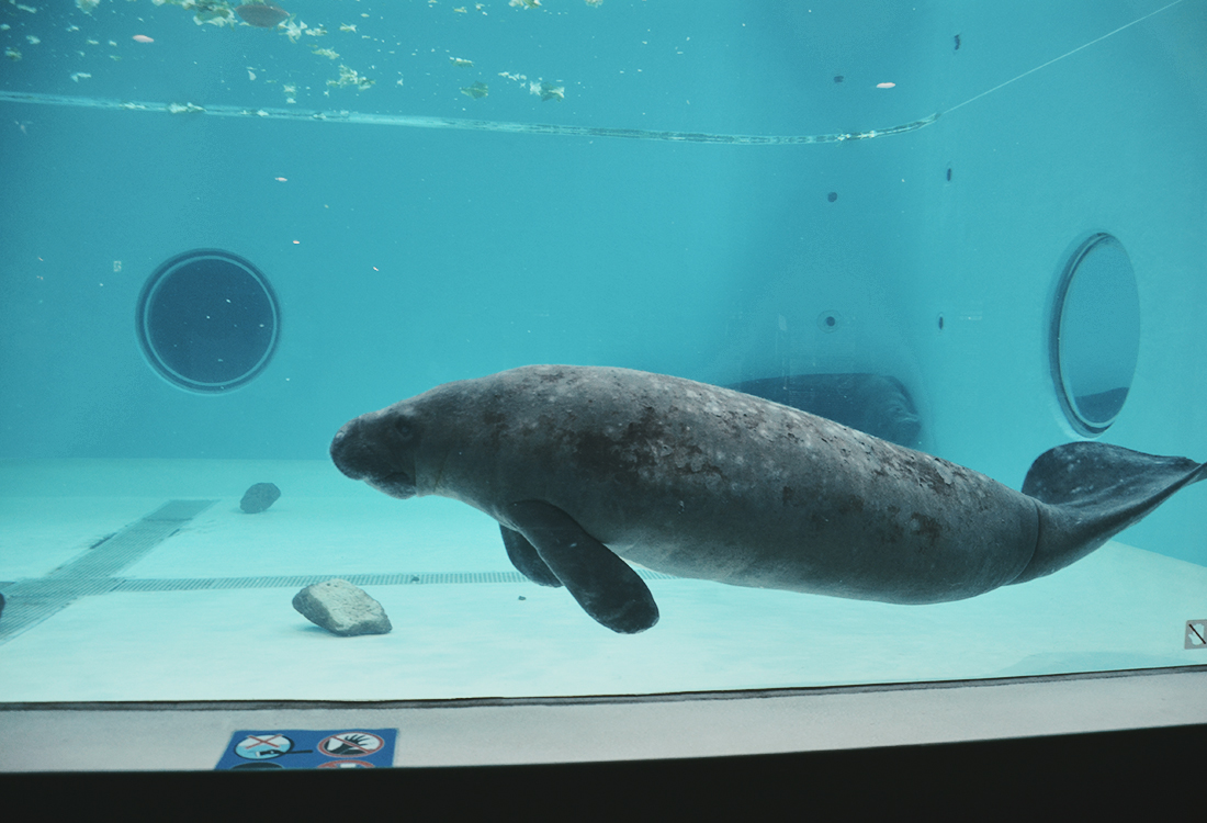 亞洲最大水槽！美麗海水族館遊玩攻略、必看重點！免費海豚劇場，鯨鯊超震撼！來美麗海吃什麼?