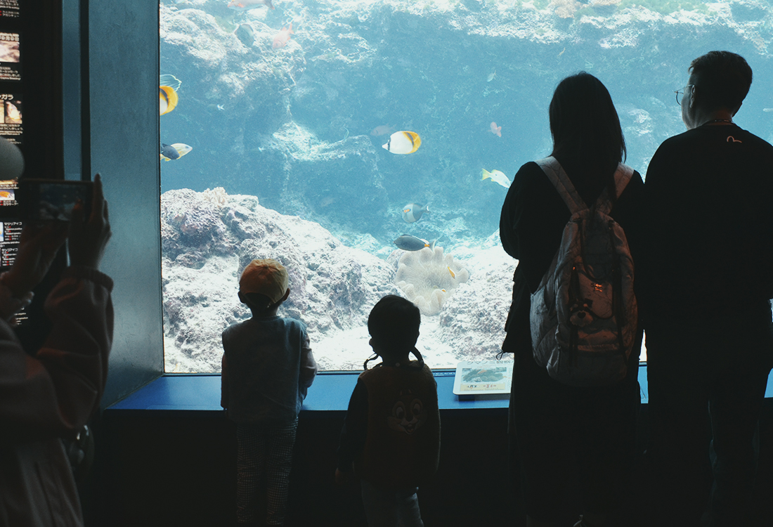 亞洲最大水槽！美麗海水族館遊玩攻略、必看重點！免費海豚劇場，鯨鯊超震撼！來美麗海吃什麼?