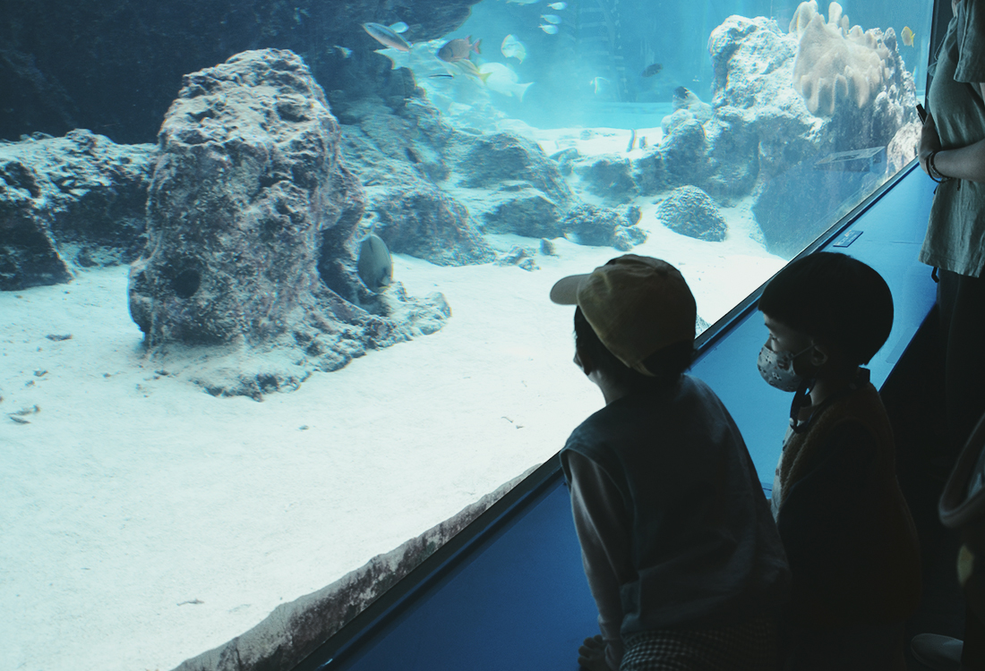 亞洲最大水槽！美麗海水族館遊玩攻略、必看重點！免費海豚劇場，鯨鯊超震撼！來美麗海吃什麼?