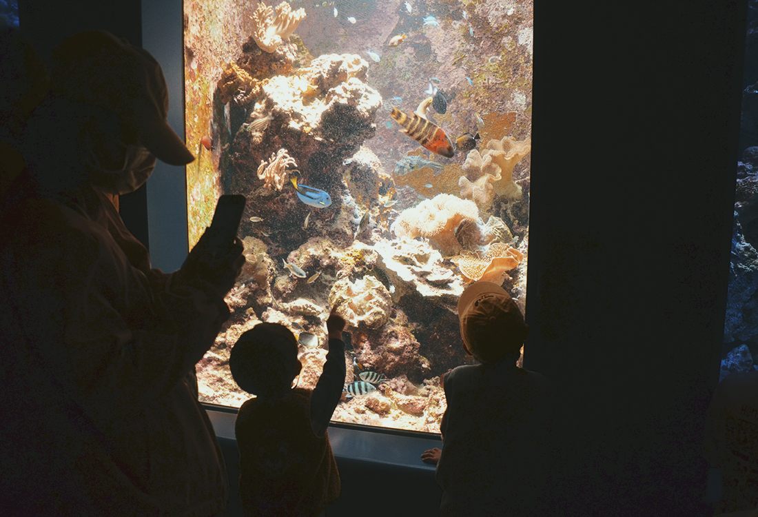 亞洲最大水槽！美麗海水族館遊玩攻略、必看重點！免費海豚劇場，鯨鯊超震撼！來美麗海吃什麼?