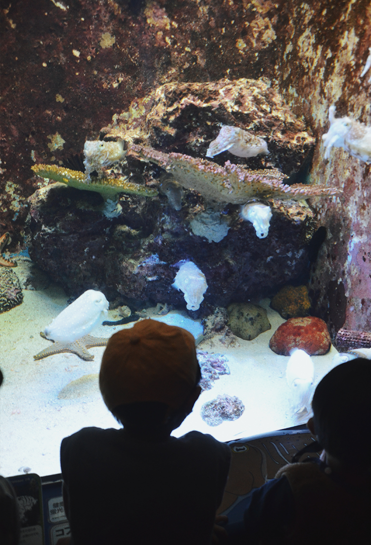 亞洲最大水槽！美麗海水族館遊玩攻略、必看重點！免費海豚劇場，鯨鯊超震撼！來美麗海吃什麼?