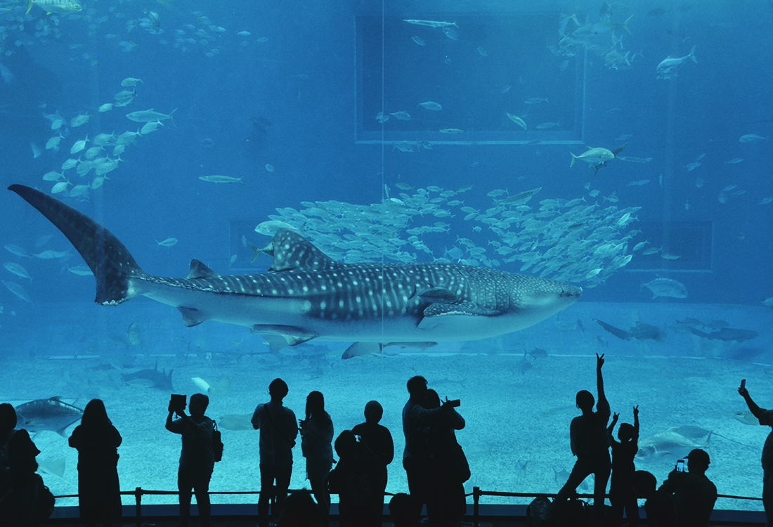 亞洲最大水槽！美麗海水族館遊玩攻略、必看重點！免費海豚劇場，鯨鯊超震撼！來美麗海吃什麼?