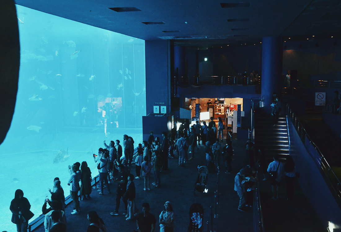 亞洲最大水槽！美麗海水族館遊玩攻略、必看重點！免費海豚劇場，鯨鯊超震撼！來美麗海吃什麼?