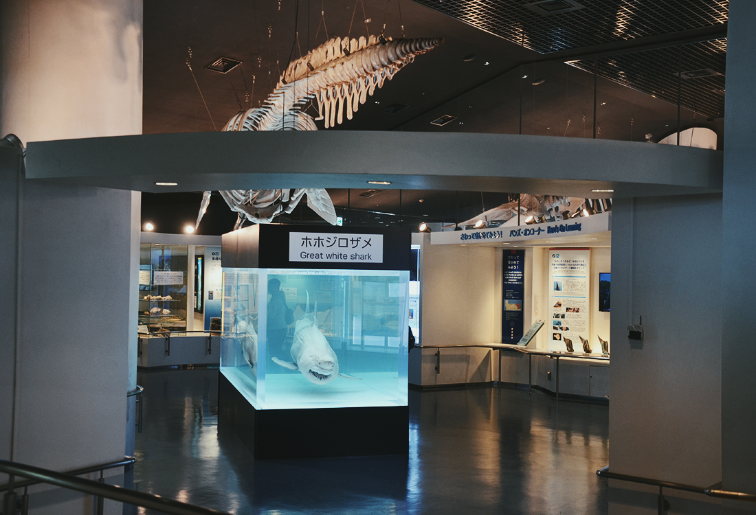 亞洲最大水槽！美麗海水族館遊玩攻略、必看重點！免費海豚劇場，鯨鯊超震撼！來美麗海吃什麼?