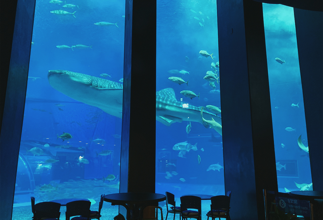 亞洲最大水槽！美麗海水族館遊玩攻略、必看重點！免費海豚劇場，鯨鯊超震撼！來美麗海吃什麼?