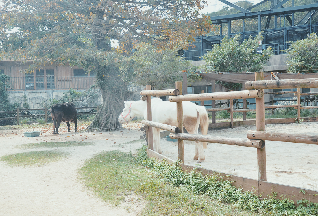 沖繩親子景點|沖繩兒童王國值得去嗎?15歲以下免門票!動物園、遊樂設施、室內互動館 - 第25張圖 沖繩親子景點|沖繩兒童王國值得去嗎?15歲以下免門票!動物園、遊樂設施、室內互動館