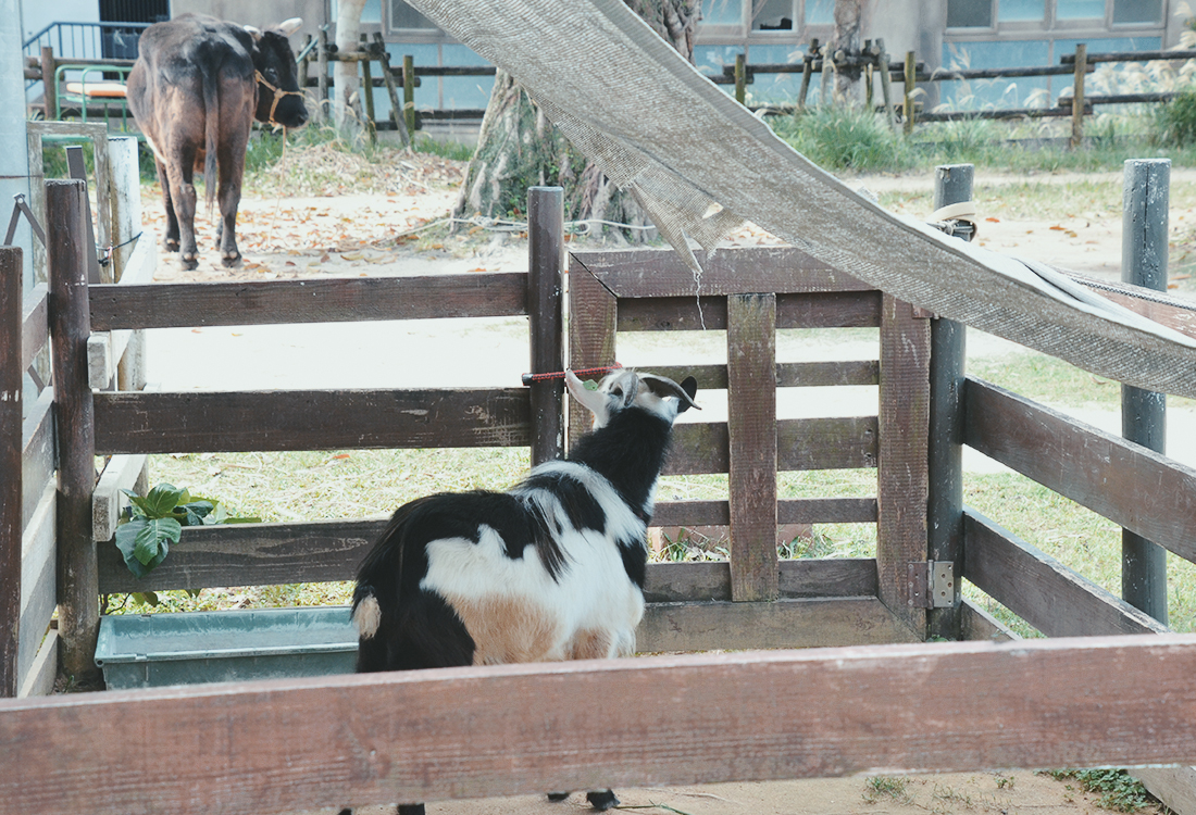 沖繩親子景點|沖繩兒童王國值得去嗎?15歲以下免門票!動物園、遊樂設施、室內互動館 - 第26張圖 沖繩親子景點|沖繩兒童王國值得去嗎?15歲以下免門票!動物園、遊樂設施、室內互動館
